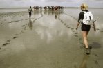 Mud Flat Walking