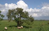 Zeeuws-Vlaanderen