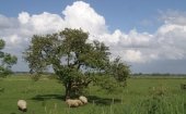 Seeländisch Flandern