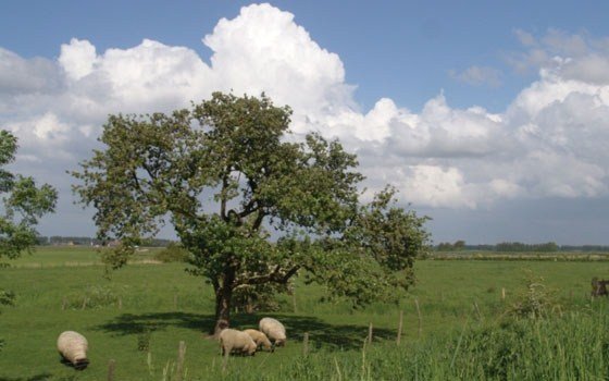 Zeeuws-Vlaanderen