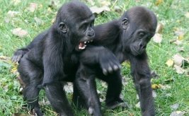 Zoos