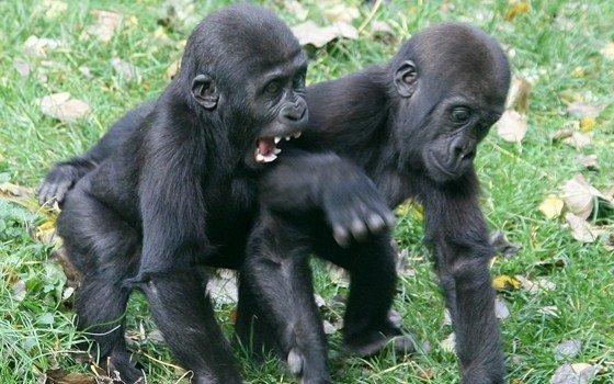 Baby gorillas at Artis Zoo