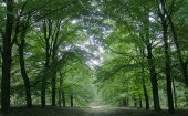 L'Amsterdamse Bos
