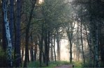 The Hoge Veluwe