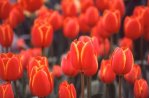 Giornata nazionale del Tulipano
