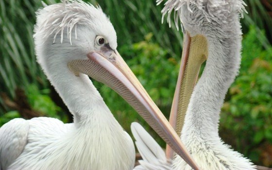 Pelicans at Dierenpark Wissel (Zoo) in Epe