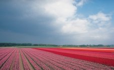 Les champs de fleurs