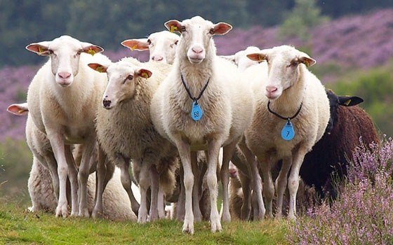 Sheeps, Drenthe