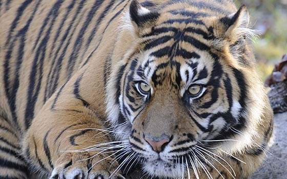 Tiger at Burgers Zoo in Arnhem