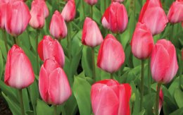 Tulipansæson i Holland