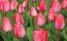 Tulipansæson i Holland