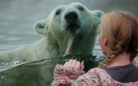 Girl watching a polar bear at Ouwehands Dierenpark Rhenen
