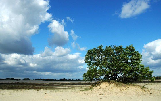 Loonse en Drunense Dunes