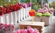 Floriade-Programme