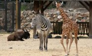 Artis 175 ans