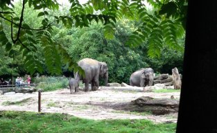 10. Visita un zoo y disfruta con los recién nacidos 10. Visita un zoo y disfruta con los recién nacidos