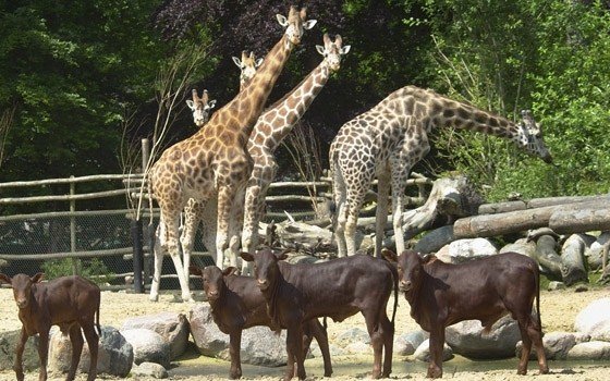 Giraffes in Amersfoort Zoo