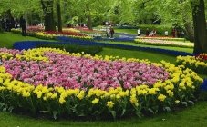 Tulips and Flowers