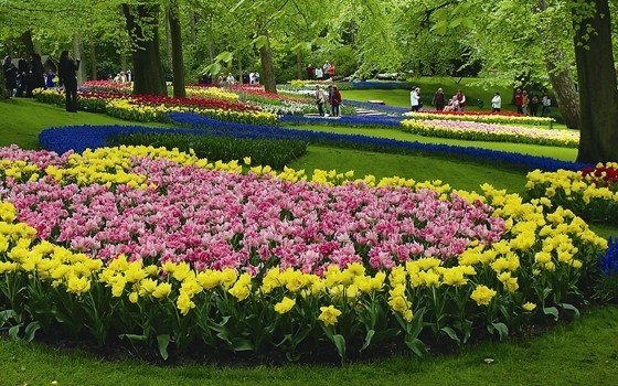 Colourful Flowers in Keukenhof Zuid Holland