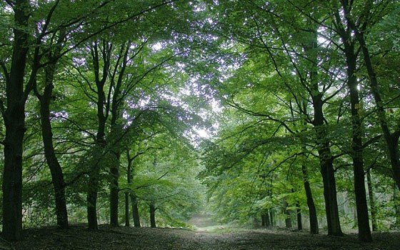 Path in a forest