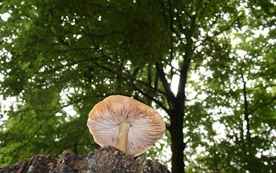 Toadstool somewhere in a forest