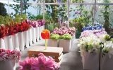 JAN TAMINIAU inspired by Floriade 2012 