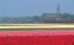 Tulipanernes historie i Holland