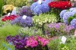 Floating Flower Market