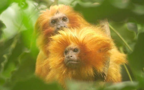 Monkeys at dierenpark Emmen