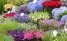 Det flydende blomstermarked