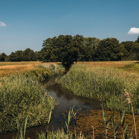 Green grassland Drents landschap