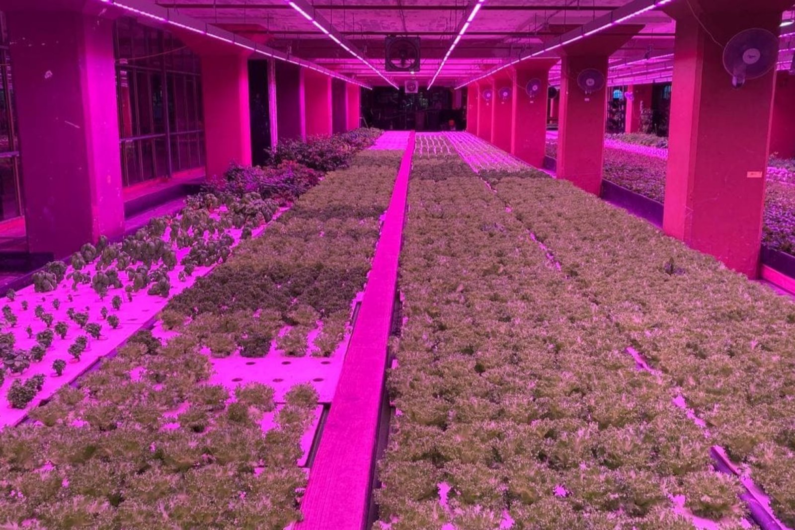 Phood Farm