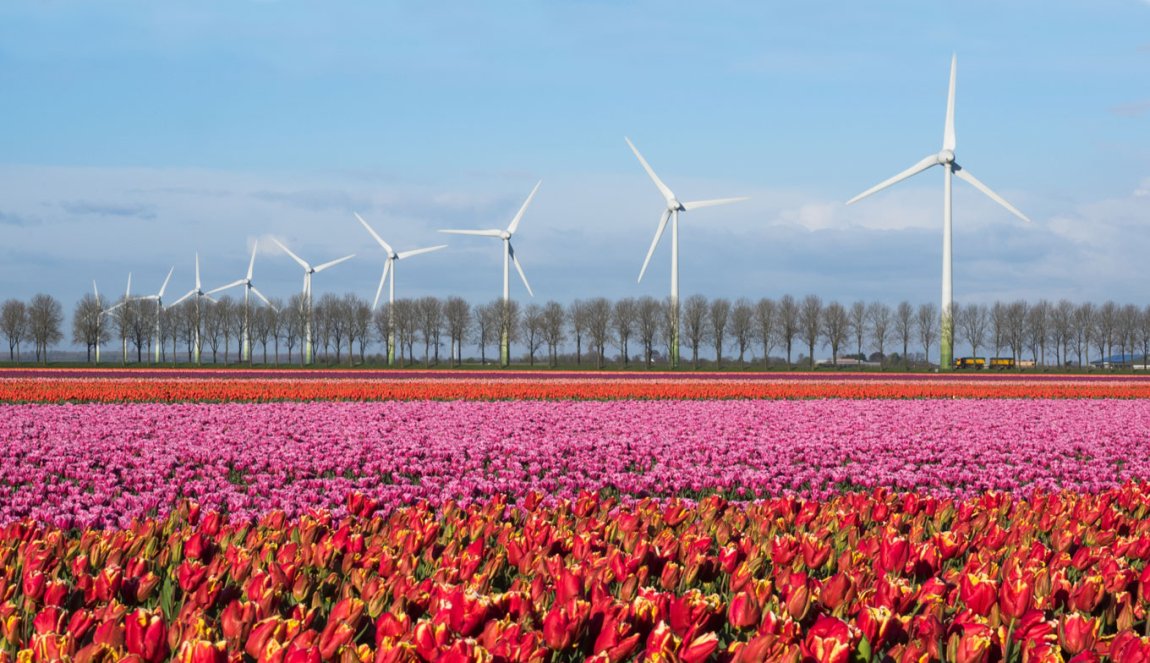 Flower fields in the Noordoostpolder Flower fields in the Noordoostpolder