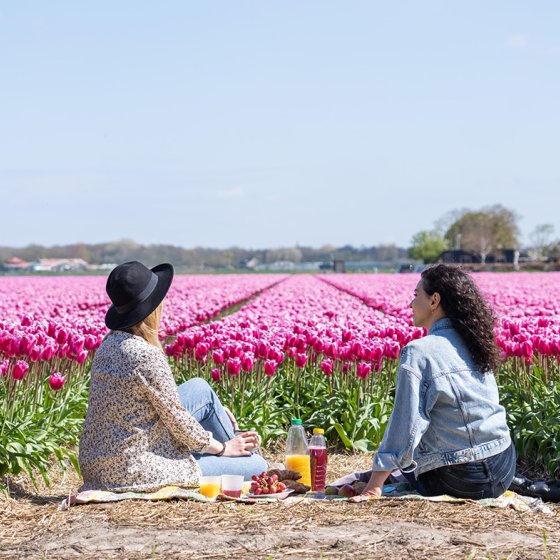 Picnicking along the tulip field