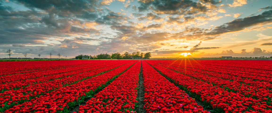Red tulip field in Flevoland