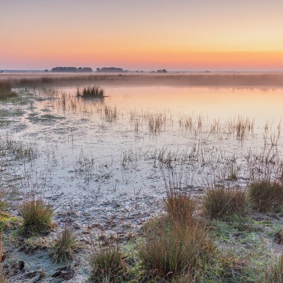 Vennen in National Park Dwingelderveld