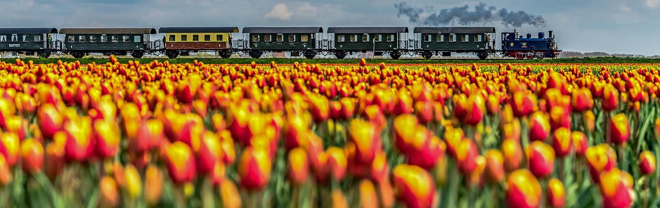 Steamtram and yellow red tulips