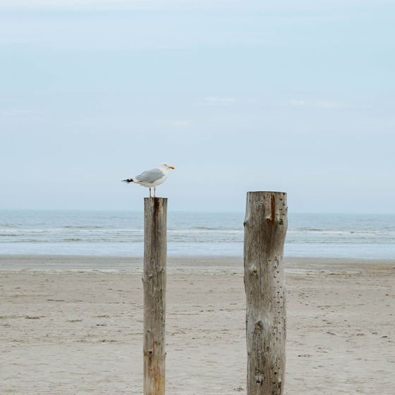 Seagull on pole at the beach in Schiermonnikoog