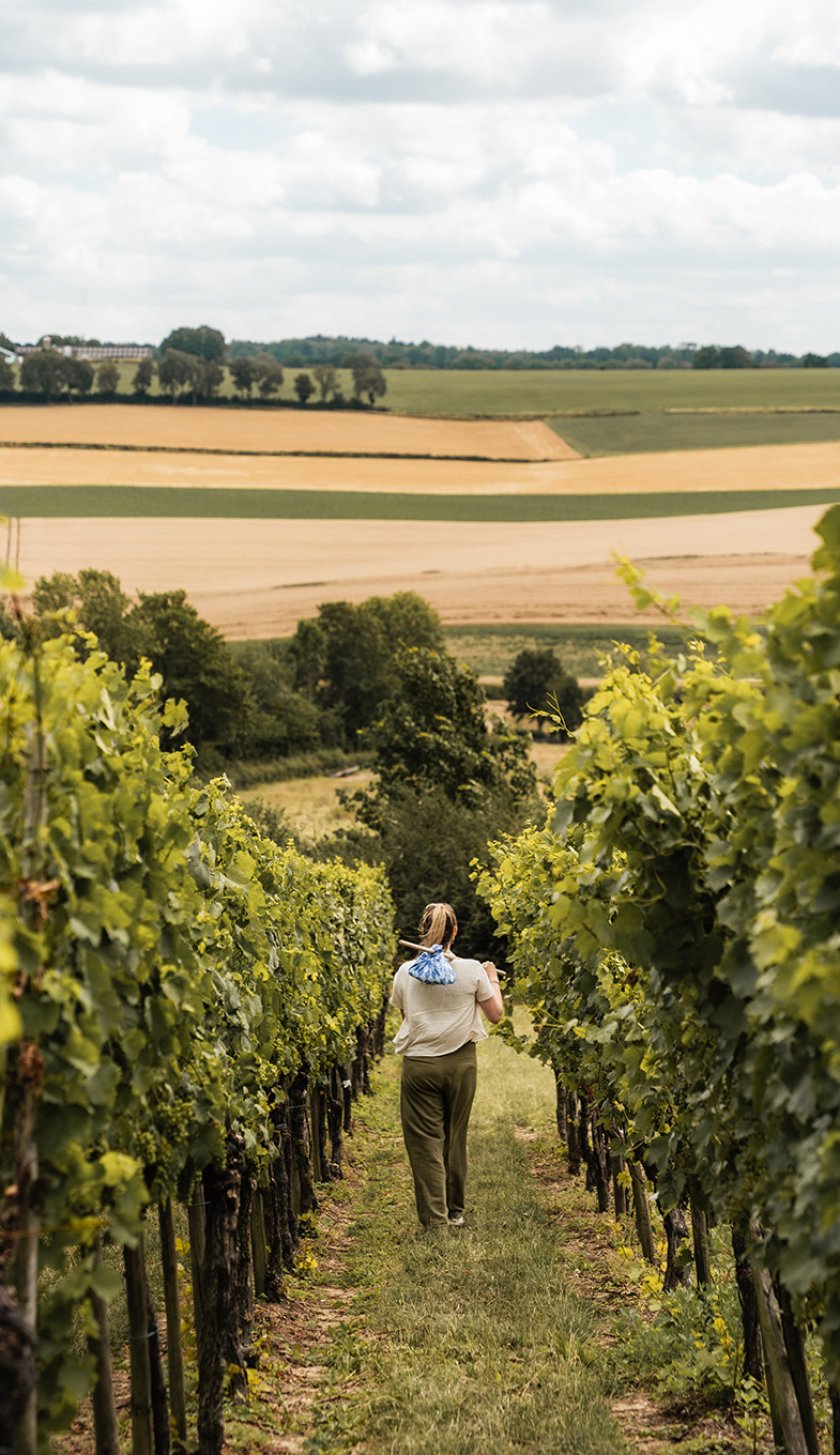 SlowTravel Zuid-Limburg vineyard