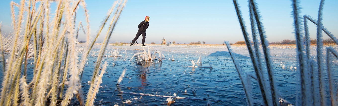 Frozen reed with a skater on the ice and mill Friesland. Frozen reed with a skater on the ice and mill Friesland.