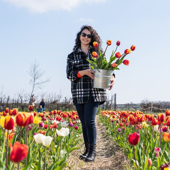 Lady in Picking Garden with her own picked tulips in bucket 