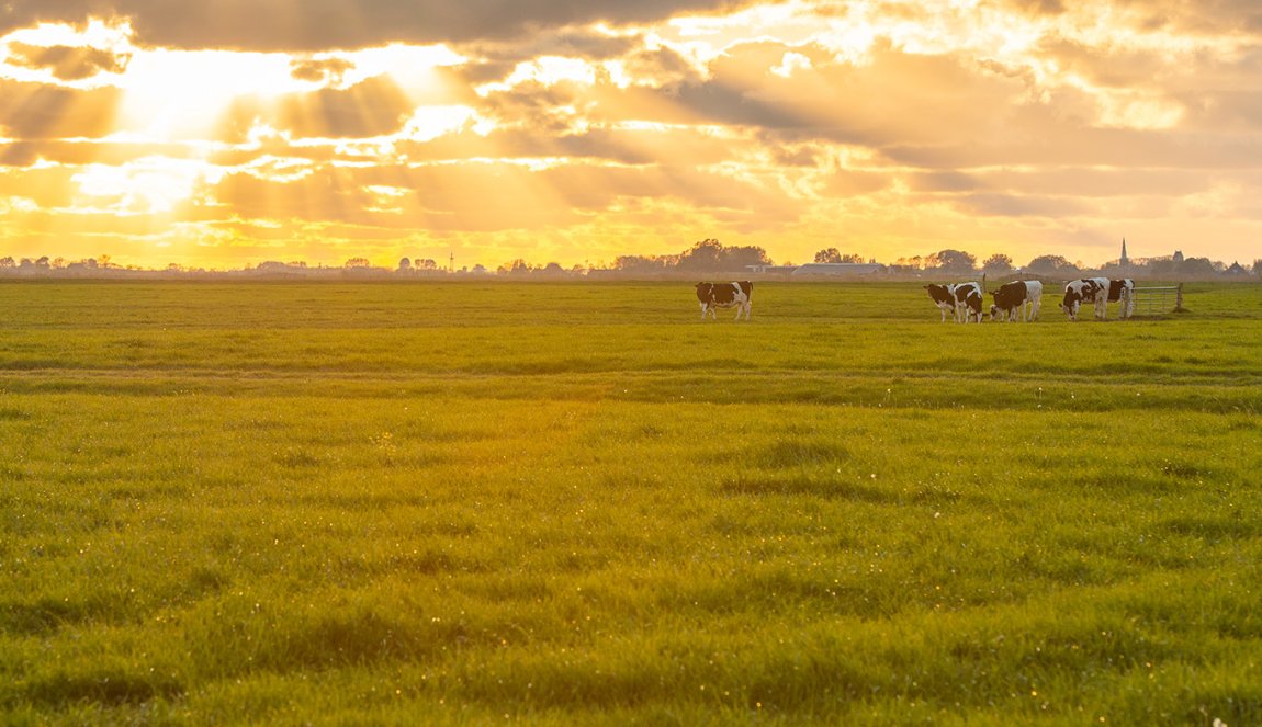 Greidelân cows in Friesland in the meadow