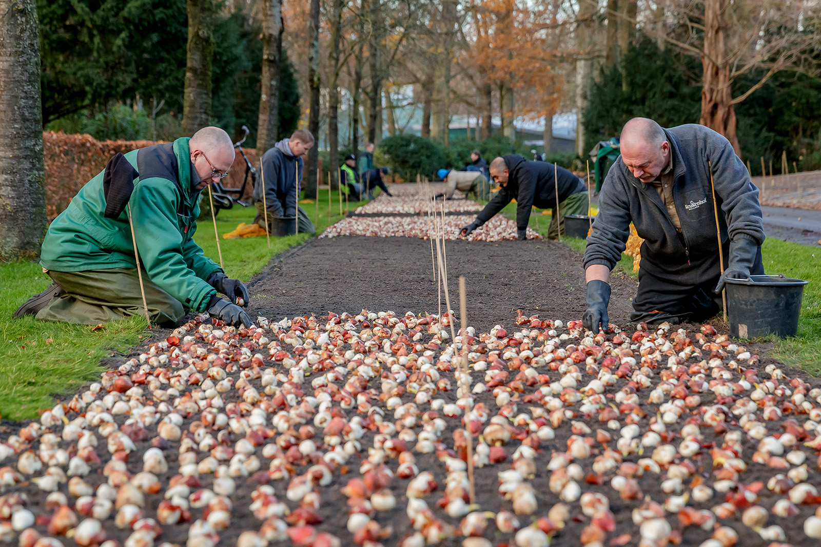 Planting flower bulbs in Keukenhof