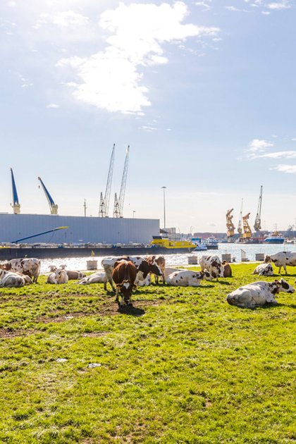 Floating Farm Rotterdam cows in the meadow