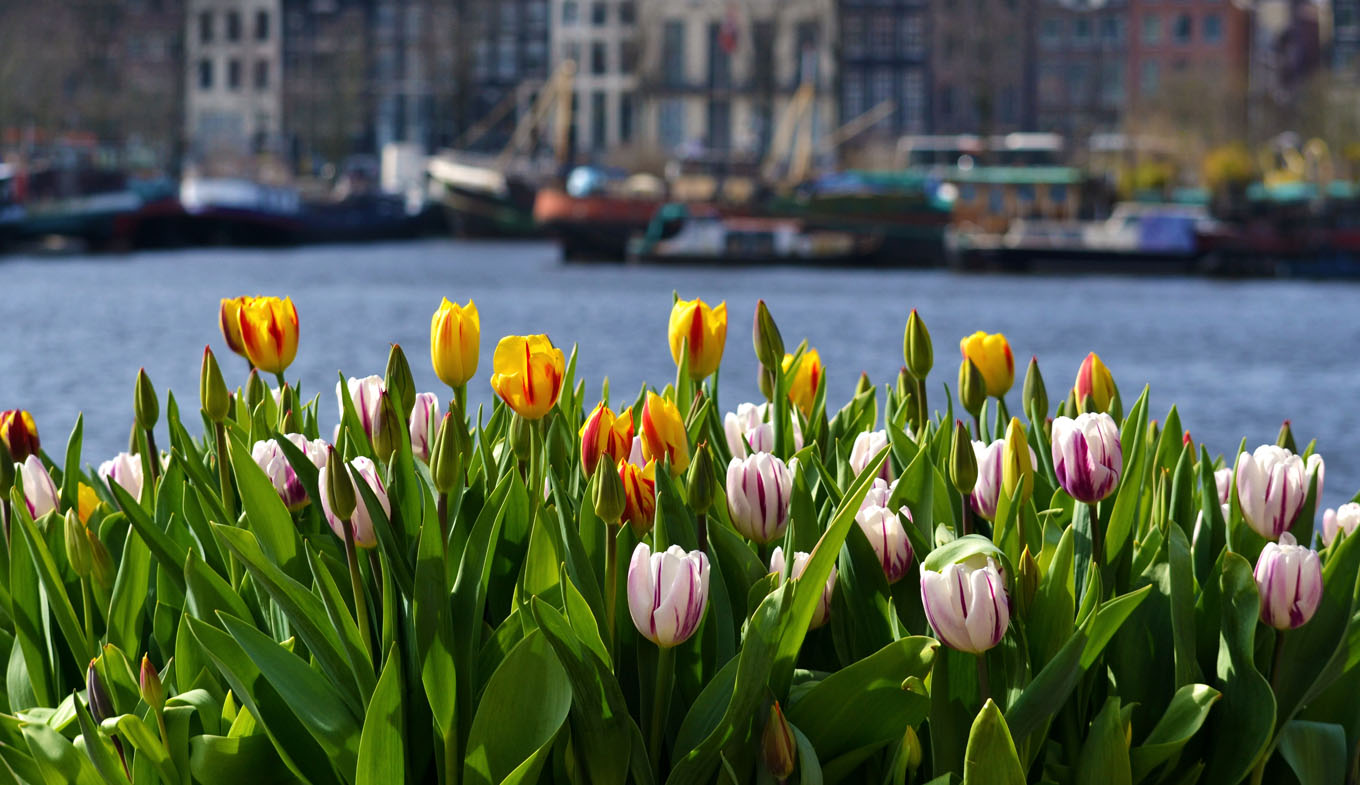 National Tulip Day Holland Com