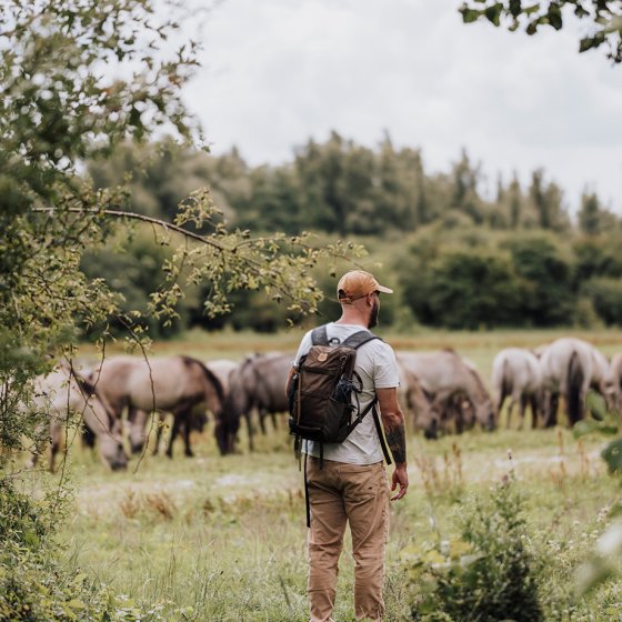 Hosterworld Flevoland lopen met Konikpaarden Sabrina Gaudio