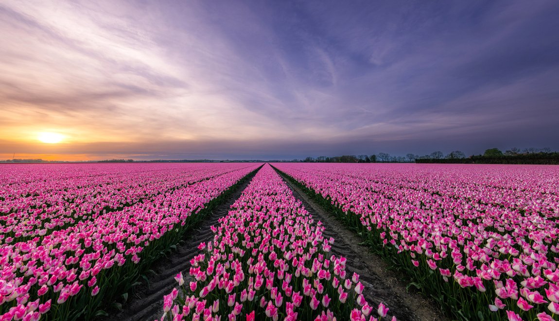 Flevoland Tulpen festival Flevoland Tulpen festival