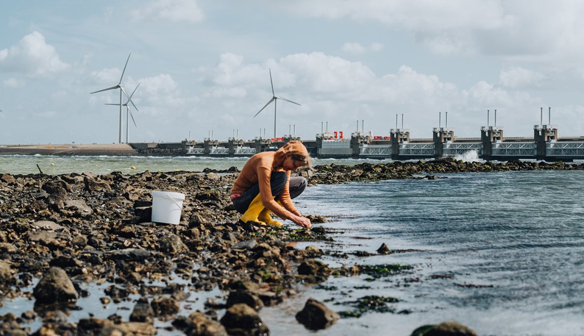 Woman collects seaweed with the Delta Works and windmills in the background
