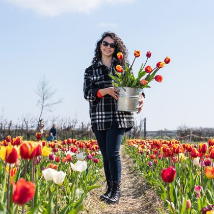 Lady in picking garden with her own picked tulips in bucket at pick-your-own garden Bakkum