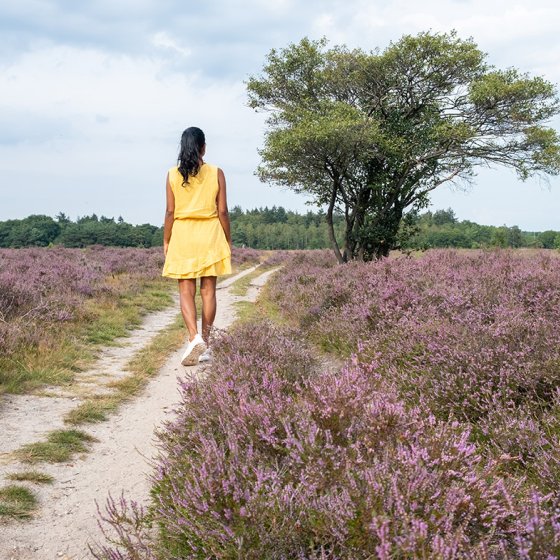 Lady in yellow dress walks across flowering heathland Veluwe Zuiderheide